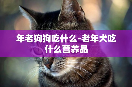 年老狗狗吃什么-老年犬吃什么營養品