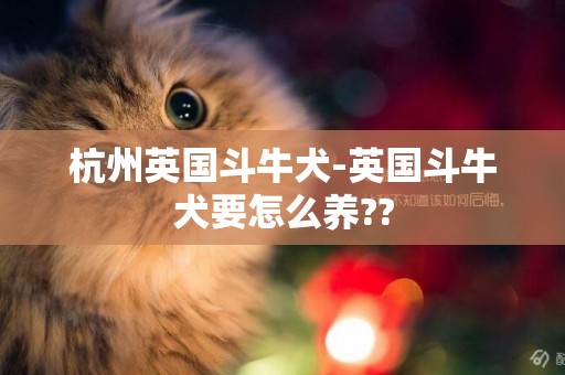 杭州英國斗牛犬-英國斗牛犬要怎么養??