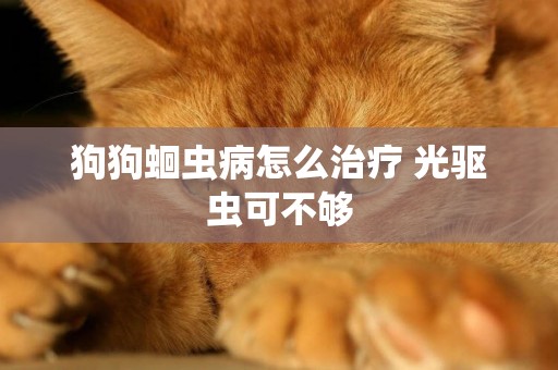 狗狗蛔蟲病怎么治療 光驅蟲可不夠