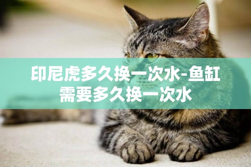 印尼虎多久換一次水-魚缸需要多久換一次水