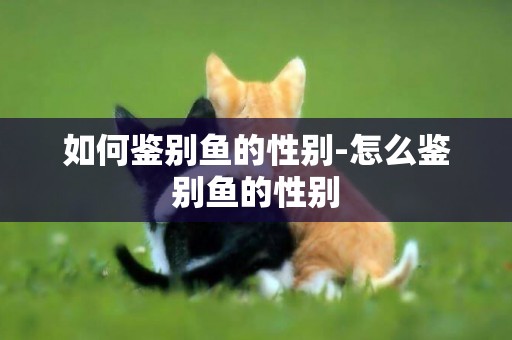 如何鑒別魚的性別-怎么鑒別魚的性別