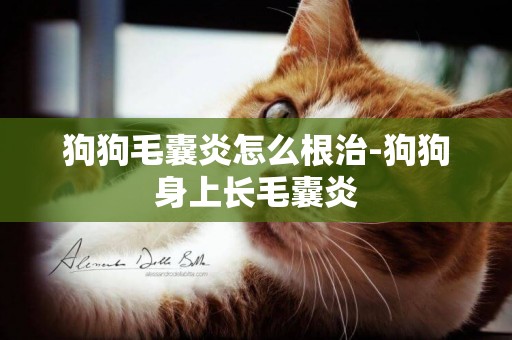 狗狗毛囊炎怎么根治-狗狗身上長毛囊炎