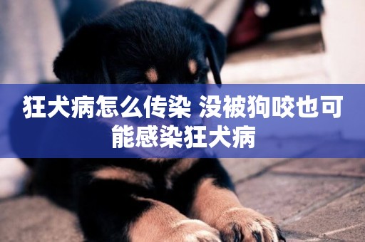 狂犬病怎么傳染 沒被狗咬也可能感染狂犬病
