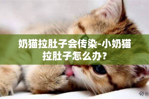 奶貓拉肚子會傳染-小奶貓拉肚子怎么辦？