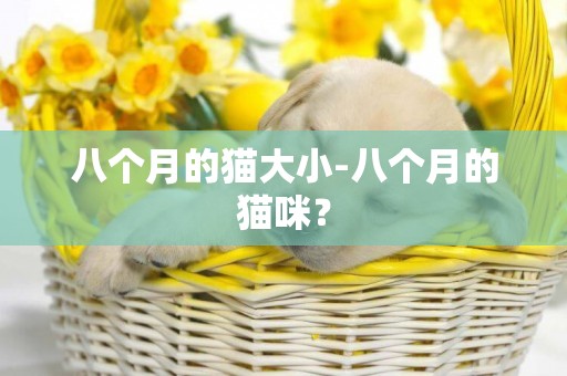 八個月的貓大小-八個月的貓咪？