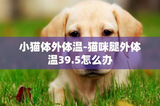 小貓體外體溫-貓咪腿外體溫39.5怎么辦