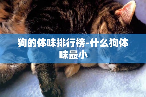 狗的體味排行榜-什么狗體味最小