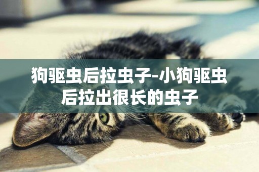 狗驅蟲后拉蟲子-小狗驅蟲后拉出很長的蟲子