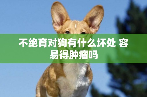 不絕育對狗有什么壞處 容易得腫瘤嗎
