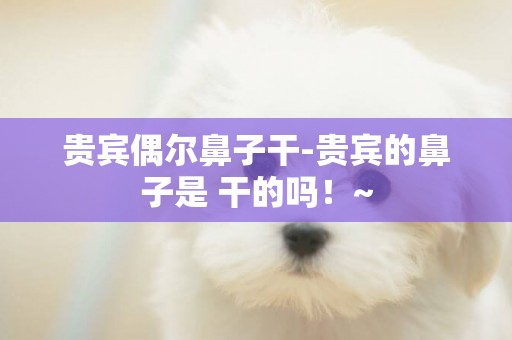 貴賓偶爾鼻子干-貴賓的鼻子是 干的嗎！~