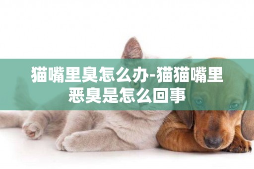 貓嘴里臭怎么辦-貓貓嘴里惡臭是怎么回事
