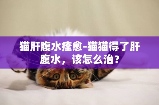 貓肝腹水痊愈-貓貓得了肝腹水，該怎么治？