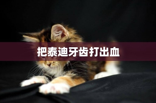 把泰迪牙齒打出血