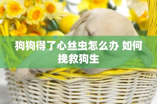狗狗得了心絲蟲怎么辦 如何挽救狗生