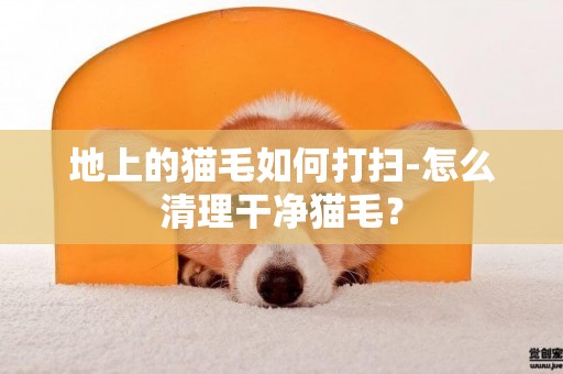 地上的貓毛如何打掃-怎么清理干凈貓毛？