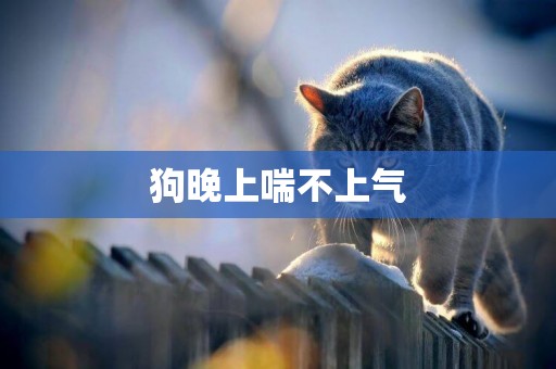 狗晚上喘不上氣