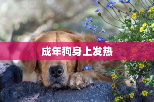 成年狗身上發熱