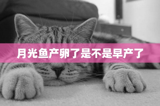 月光魚產卵了是不是早產了