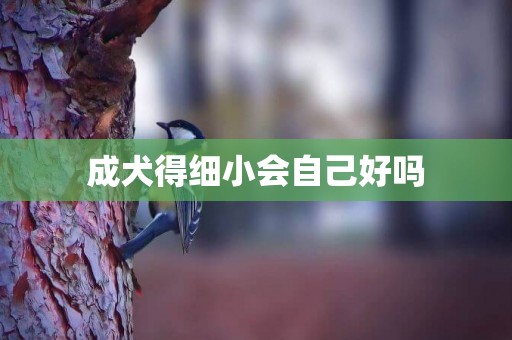 成犬得細小會自己好嗎