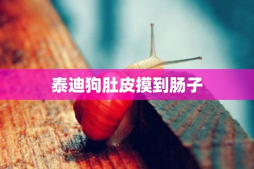 泰迪狗肚皮摸到腸子