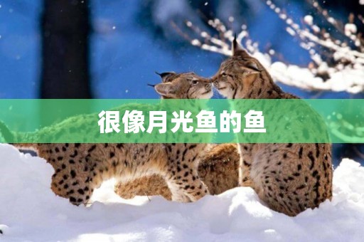 很像月光魚的魚