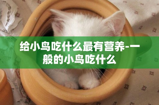 給小鳥吃什么最有營養-一般的小鳥吃什么