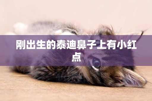 剛出生的泰迪鼻子上有小紅點