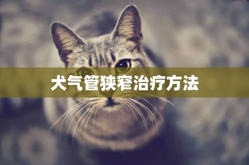 犬氣管狹窄治療方法