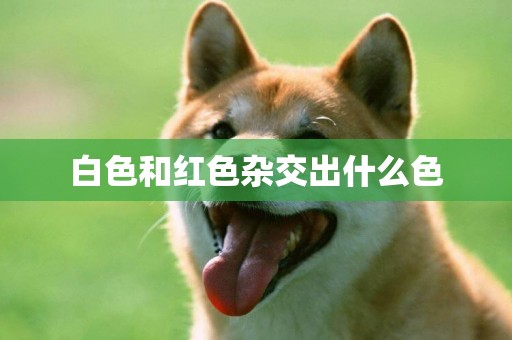 白色和紅色雜交出什么色