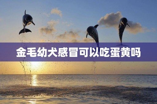 金毛幼犬感冒可以吃蛋黃嗎