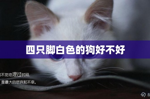 四只腳白色的狗好不好