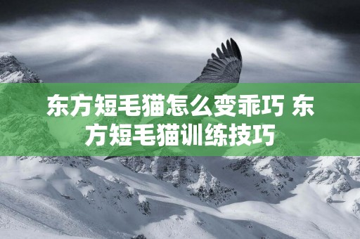 東方短毛貓怎么變乖巧 東方短毛貓訓練技巧