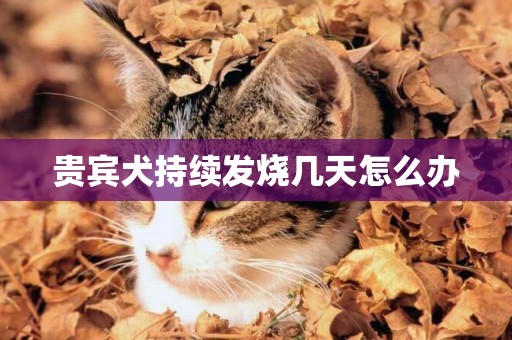 貴賓犬持續發燒幾天怎么辦