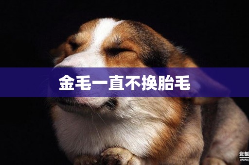 金毛一直不換胎毛