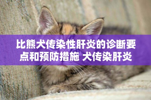 比熊犬傳染性肝炎的診斷要點和預防措施 犬傳染肝炎吃什么
