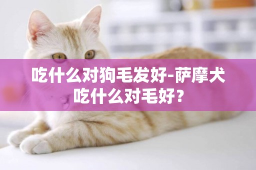吃什么對狗毛發好-薩摩犬吃什么對毛好？