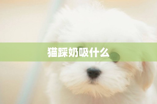 貓踩奶吸什么