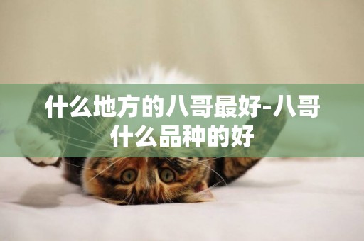 什么地方的八哥最好-八哥什么品種的好