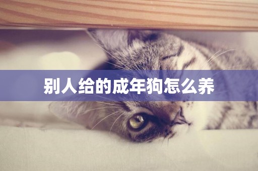 別人給的成年狗怎么養