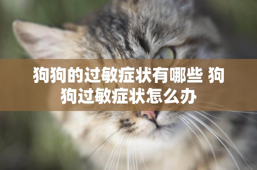 狗狗的過敏癥狀有哪些 狗狗過敏癥狀怎么辦