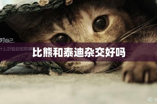 比熊和泰迪雜交好嗎