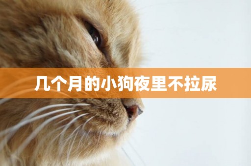 幾個月的小狗夜里不拉尿