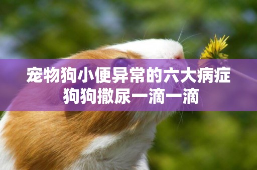 寵物狗小便異常的六大病癥 狗狗撒尿一滴一滴
