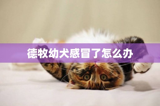 德牧幼犬感冒了怎么辦