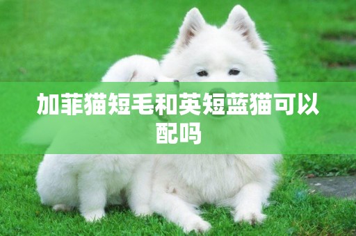 加菲貓短毛和英短藍貓可以配嗎