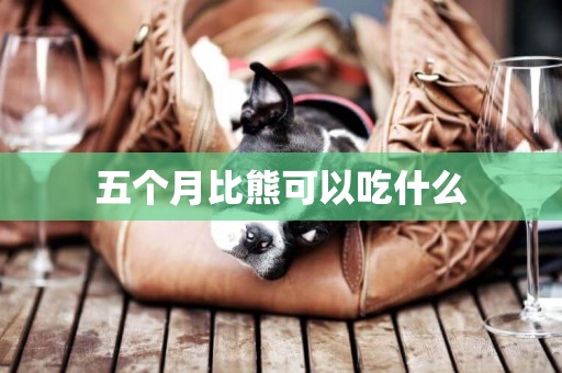 五個月比熊可以吃什么