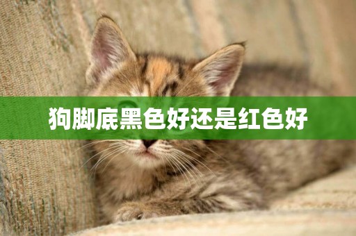 狗腳底黑色好還是紅色好