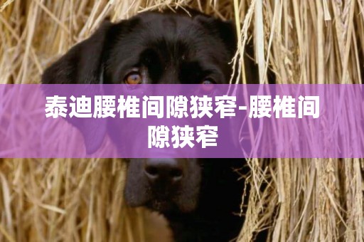 泰迪腰椎間隙狹窄-腰椎間隙狹窄