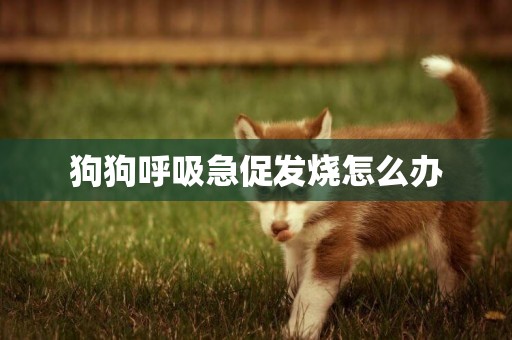 狗狗呼吸急促發燒怎么辦