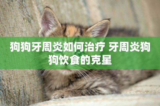 狗狗牙周炎如何治療 牙周炎狗狗飲食的克星